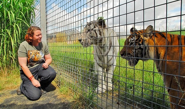 Тигр, убивший сотрудницу зоопарка в Англии, останется жив