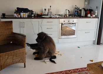 Вы жалуетесь на соседей? Посмотрите, что сделали с роскошной квартирой мужчины бабуины