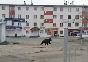 Закрытый город, говорите? Но не для медведя: в России зверюга разгуливала по Вилючинску, где строят и ремонтируют атомные подводные лодки