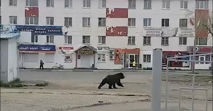 Закрытый город, говорите? Но не для медведя: в России зверюга разгуливала по Вилючинску, где строят и ремонтируют атомные подводные лодки