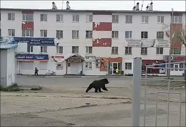 Закрытый город, говорите? Но не для медведя: в России зверюга разгуливала по Вилючинску, где строят и ремонтируют атомные подводные лодки 1
