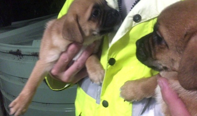 У австралийского заводчика зоозащитники отобрали 98 собак и щенков