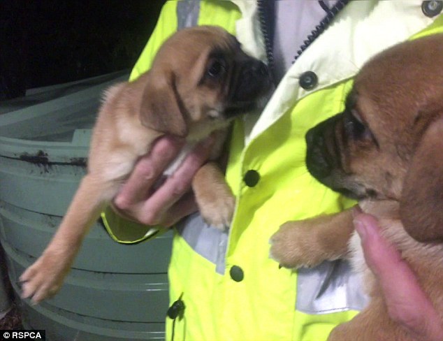 У австралийского заводчика зоозащитники отобрали 98 собак и щенков 1