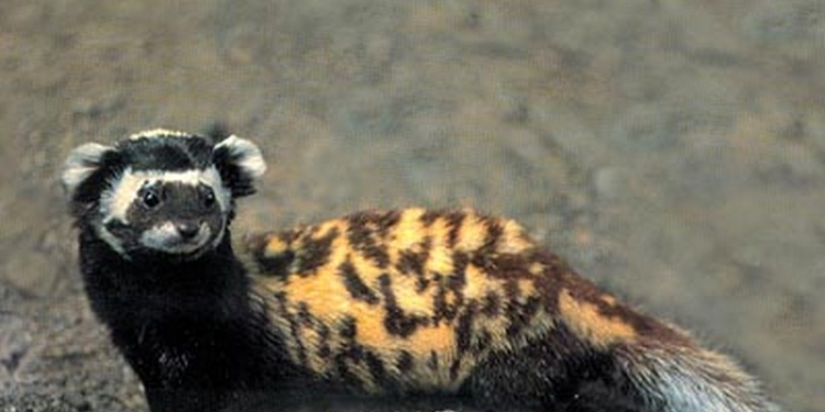 Привезенному в Николаев краснокнижному зверьку – перевязке – ищут подходящий «дом»