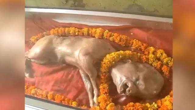 В Индии родился мутант – теленок с человеческим лицом