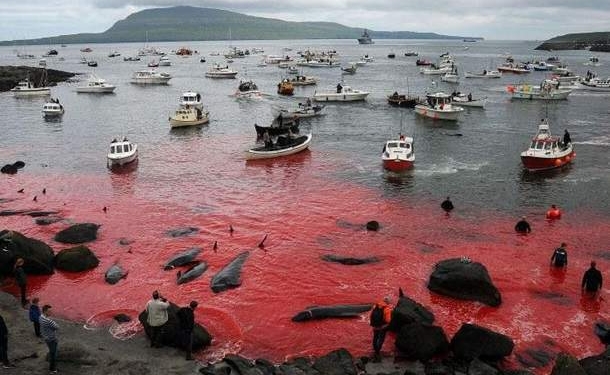 Море стало кровавым. На Фарерских островах в угоду жуткой традиции начался массовый забой китов