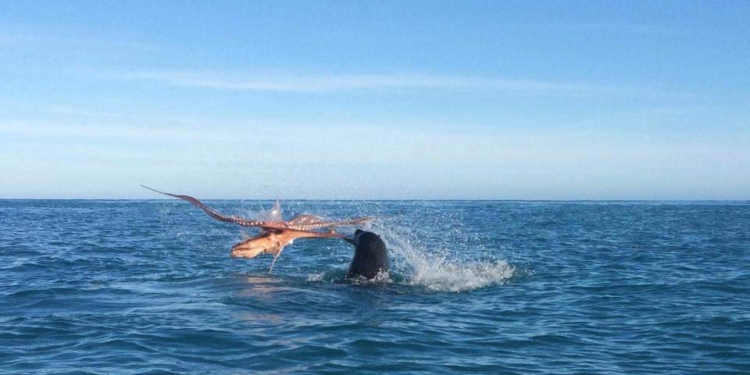 Битва морских хищников. Дуэль морского льва и осьминога