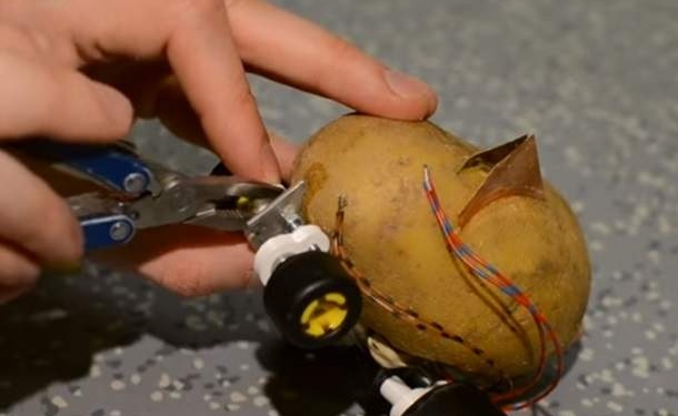 Такое не едят. Инженер создал ходячую картошку и дал ей имя