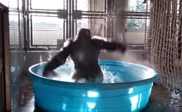Мокрые танцы. Гориллу привела в восторг вода в небольшом бассейне