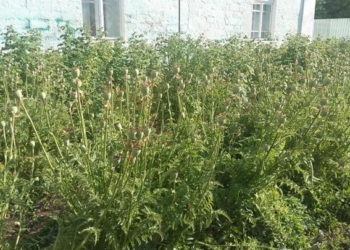 В Вознесенском районе нашли плантации мака и конопли