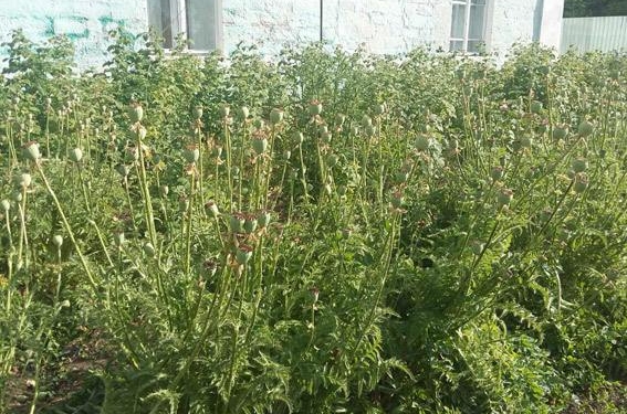 В Вознесенском районе нашли плантации мака и конопли