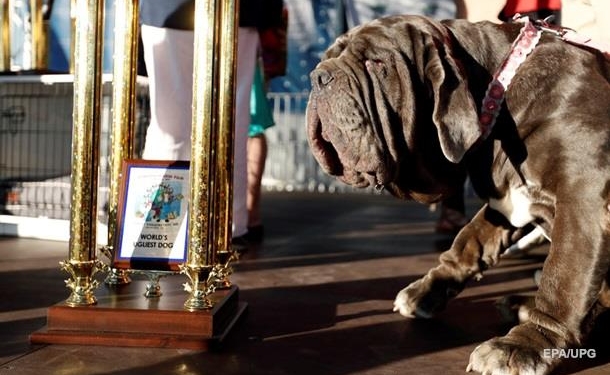 В Калифорнии выбрали самую некрасивую собаку
