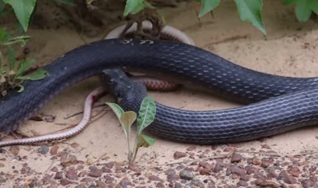 Съела, а потом выплюнула. Змеи-каннибалы бывают капризными