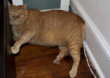 Кошачья «зеркальная болезнь» – в США 16-килограммового кота, который не может вылизать свой живот, заставляют делать зарядку