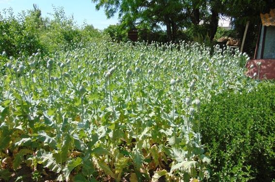 «Сплету венок на голову лишь для тебя одной»: в Очаковском районе женщина уверяла полицию, что 900 кустов мака вырастила для женских украшений