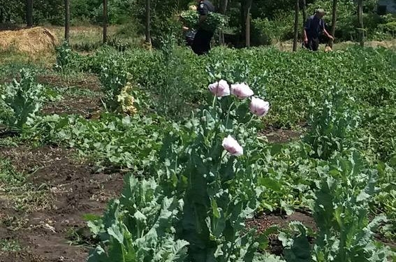 Во Врадиевском районе пенсионер «забыл» уничтожить посевы мака – полицейские напомнили и о маке, и о себе