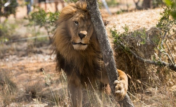 Африка далека от цивилизации: спасенных из цирка львов убили ради колдовских ритуалов