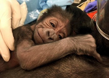 Трудные роды: чтобы 17-летняя горилла в зоопарке Филадельфии родила здорового малыша, трудились «человеческие» врачи