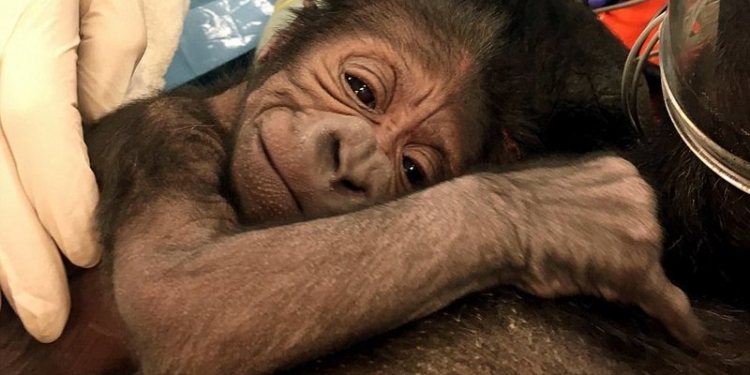 Трудные роды: чтобы 17-летняя горилла в зоопарке Филадельфии родила здорового малыша, трудились «человеческие» врачи