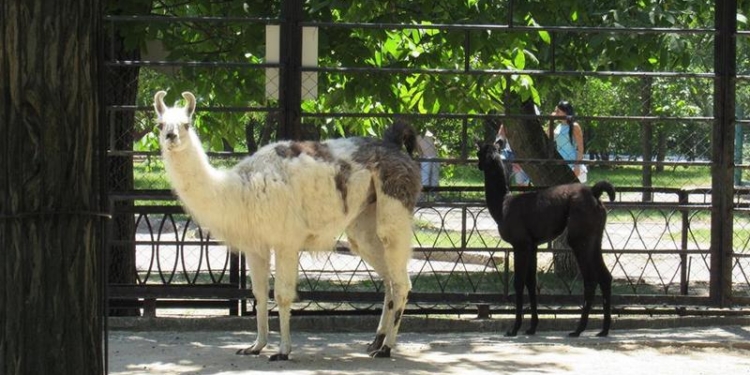 Бэби-бум в Николаевском зоопарке: Ночка, Ветерок и Джозефина