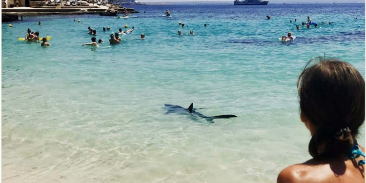 И хорошо, что нас там нет: на Мальорке эвакуировали отдыхающих. Из-за акулы