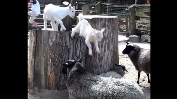 Кто сказал, что они ничего не понимают? Козленок использовал овцу в качестве батута