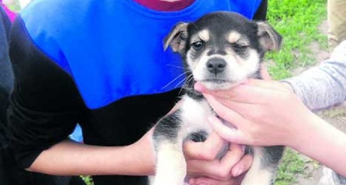 И это тоже наши дети. На Сумщине подростки развлекались, пытая щенка огнем