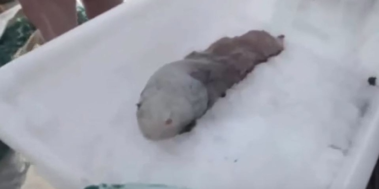 Странную рыбу поймали у острова Тасмания. В последний раз такую видели в 1873 году