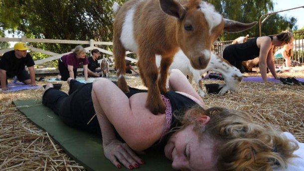 В мире становится популярными новый тренд: занятие йогой с козами 1