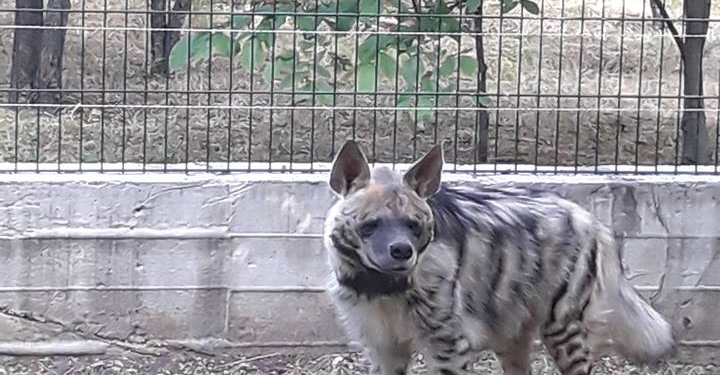 У единственной группы полосатых гиен в Украине – новоселье в Николаевском зоопарке