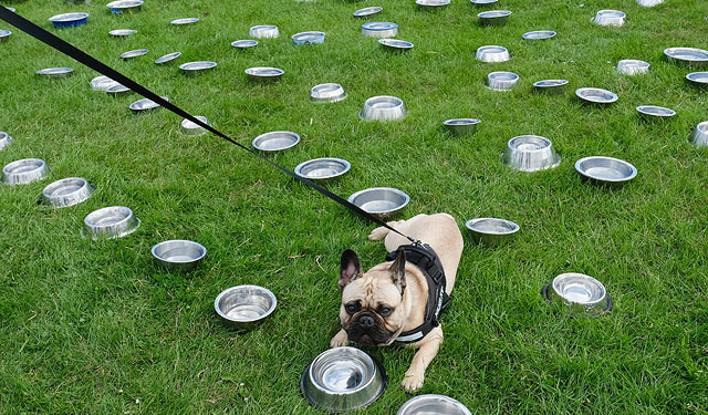 Собачья свадьба и 28 тыс. гостей. Массовый выгул прошел в Англии