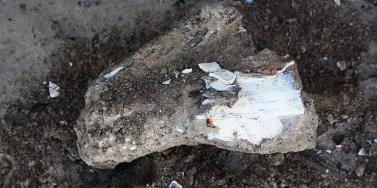 В Одесской области нашли останки реликтового животного. Надо искать и в Николаевской