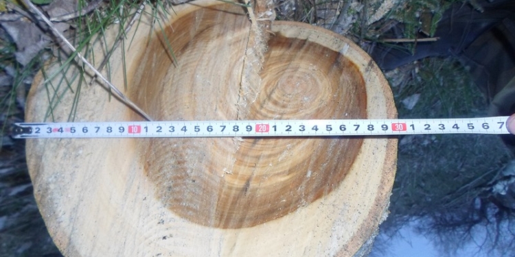 В Николаевской области арестовали имущество “черного лесоруба” – ему придется заплатить 109 тыс.грн.