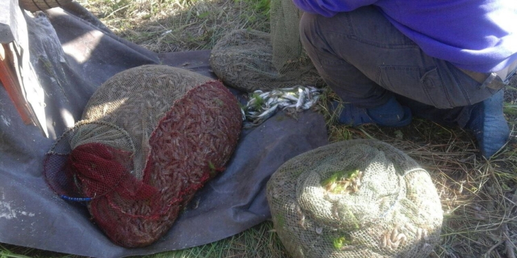 Пограничники задержали браконьеров у Покровки – с креветками и ставридой