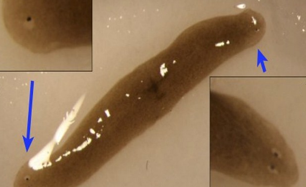 Из космоса на Землю доставили двухголового червя-мутанта