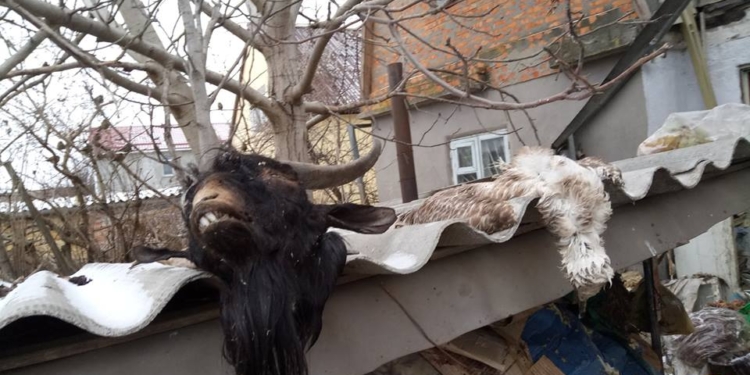 За жестокое обращение с животными – 8 лет. ВР усилила ответственность живодеров