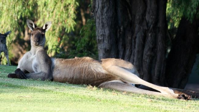 Австралия страдает от кенгуру, фермеры требуют начать отстрел 1