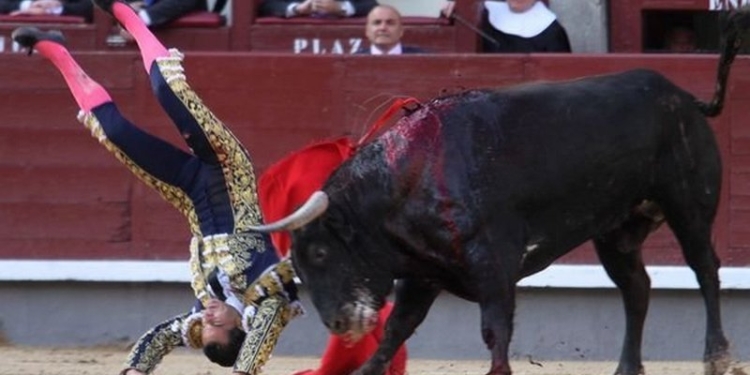 Кровавая коррида: Во Франции разъяренный бык насмерть проткнул рогом всемирно известного матадора