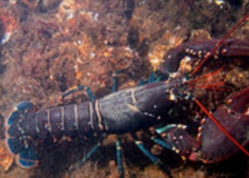 Итальянский суд позаботился о лобстерах