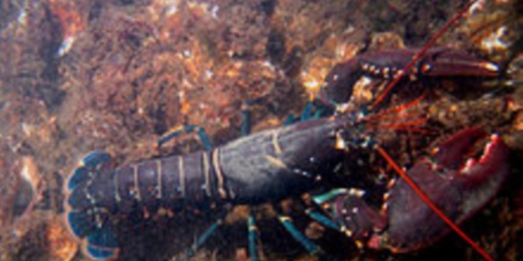 Итальянский суд позаботился о лобстерах