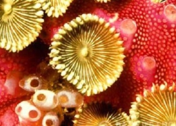 Врачи будут лечить венерические заболевания электричеством