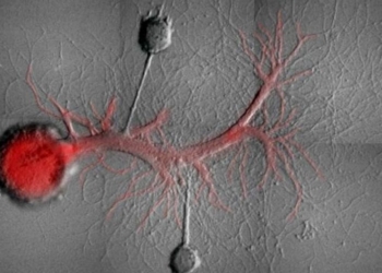 В Канаде ученые научились стирать воспоминания у моллюска