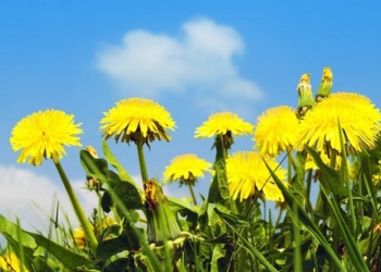 Continental начнет массовое производство шин из одуванчиков