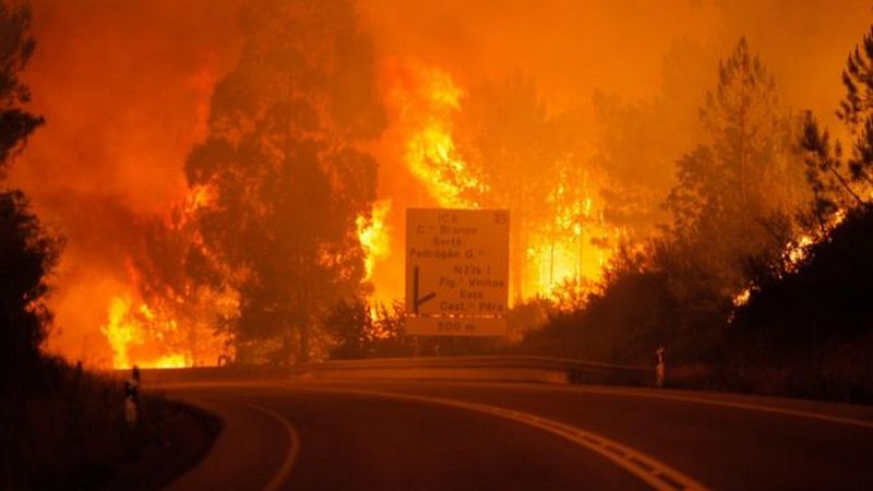 В Португалии 16 человек сгорели в машинах из-за лесных пожаров 1