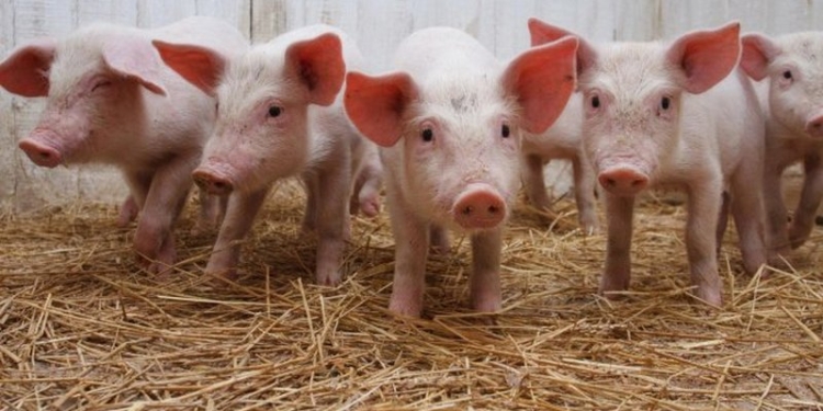 Эксперт: Отмена ветеринарного свидетельства способствовала распространению АЧС по Украине