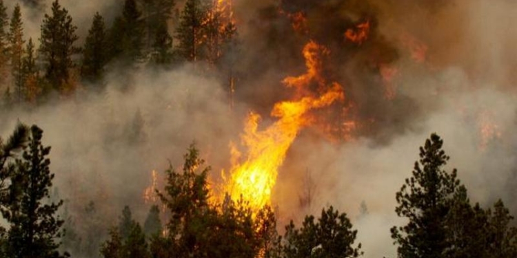 В Испании из-за угрозы лесных пожаров эвакуировали более тысячи человек