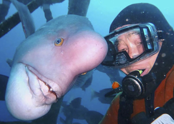 Настоятель подводного японского храма 25 лет  дружит с рыбой