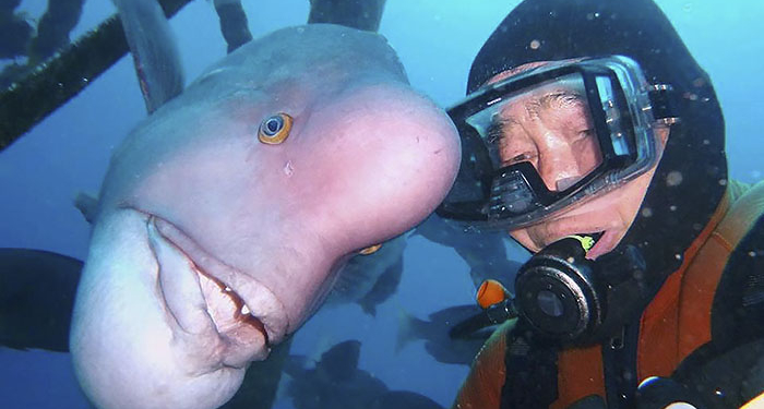 Настоятель подводного японского храма 25 лет  дружит с рыбой