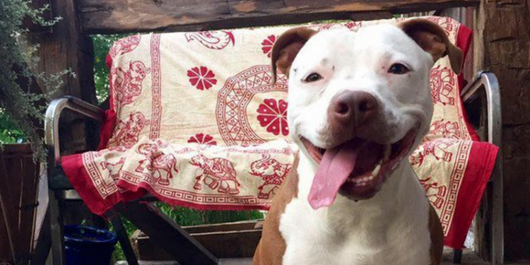 В США собаку избрали “мэром” города