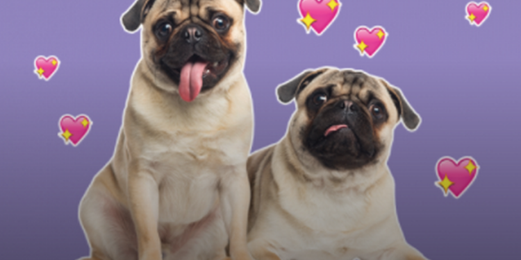 Психологи: фото собачек укрепляют супружеские пары